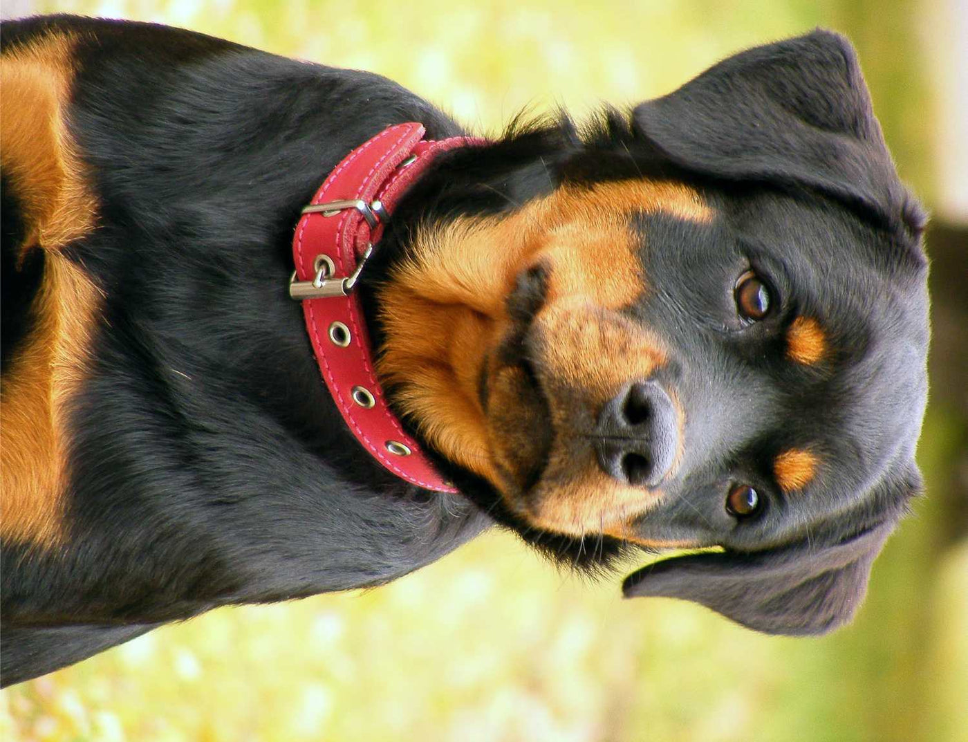 Verwandle deine Fotos in selbstgemalte Gemälde