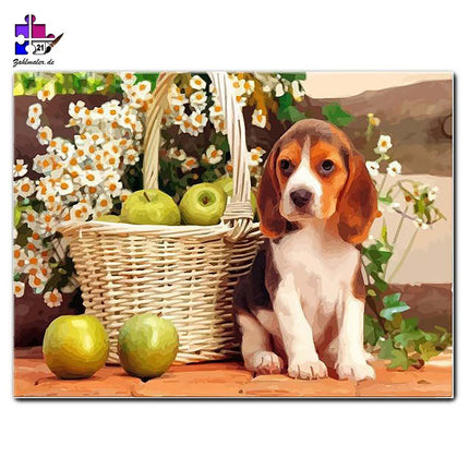 Beagle Welpe neben dem Apfelkorb | Malen nach Zahlen-Zahlmaler.de