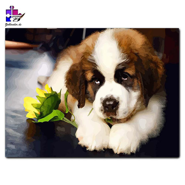 Bernhardiner Welpe mit der Sonnenblume | Malen nach Zahlen-Zahlmaler.de