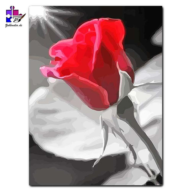 Blutrote Rose mit schwarz - weißem Hintergrund | Malen nach Zahlen-Zahlmaler.de