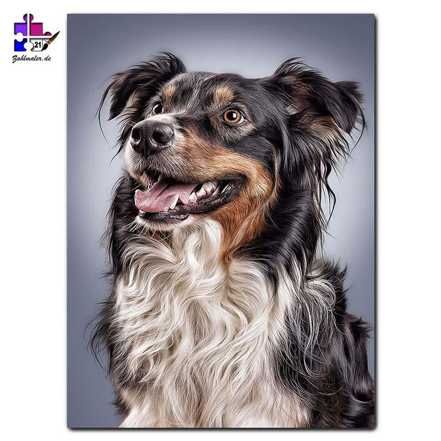 Border Collie Mischling | Malen nach Zahlen-Zahlmaler.de