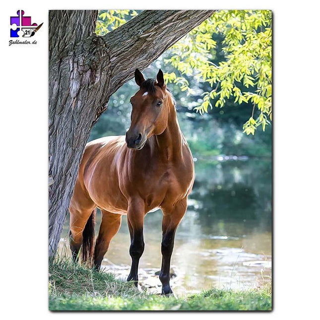 Brauner Hengst am Teich | Malen nach Zahlen-Zahlmaler.de