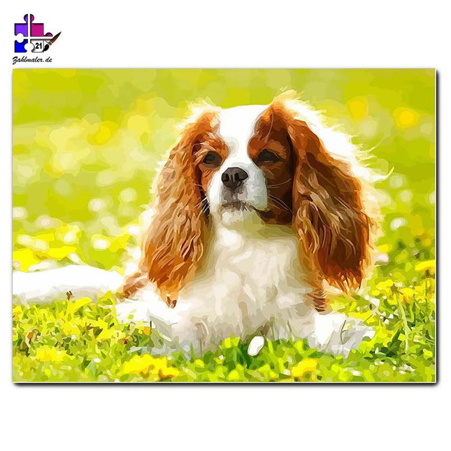Cavalier King Charles Spaniel im Gras | Malen nach Zahlen-Zahlmaler.de