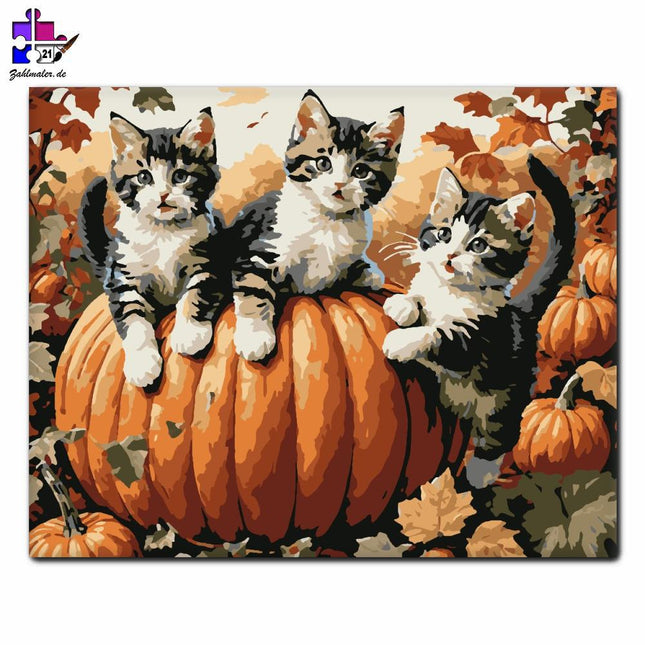 Kätzchen zwischen Herbstkürbissen | Malen nach Zahlen-Zahlmaler.de