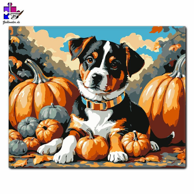 Herbstlicher Welpe zwischen Kürbissen | Malen nach Zahlen-Zahlmaler.de