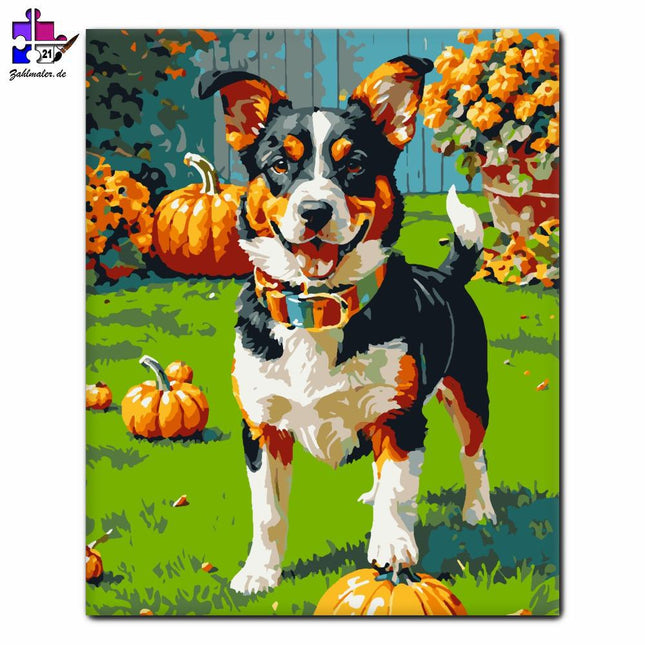 Lustiger Welpe mit Kürbissen | Malen nach Zahlen-Zahlmaler.de