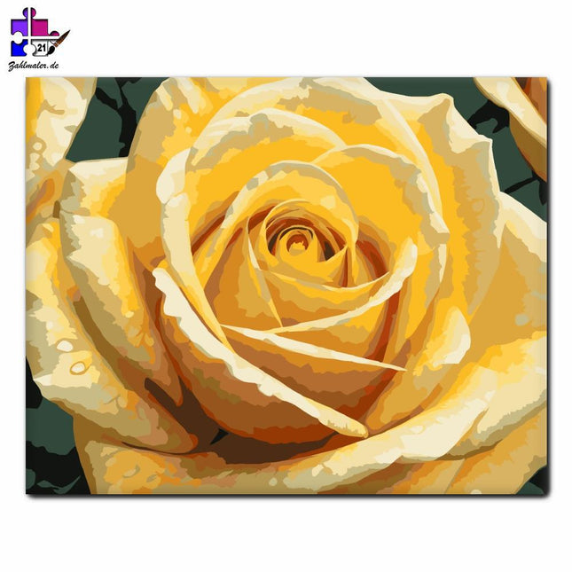 Goldgelbe Rose | Malen nach Zahlen-Zahlmaler.de