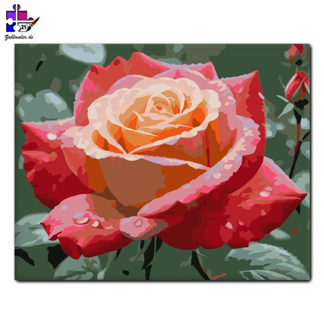 Dawn Dew Rose | Malen nach Zahlen-Zahlmaler.de