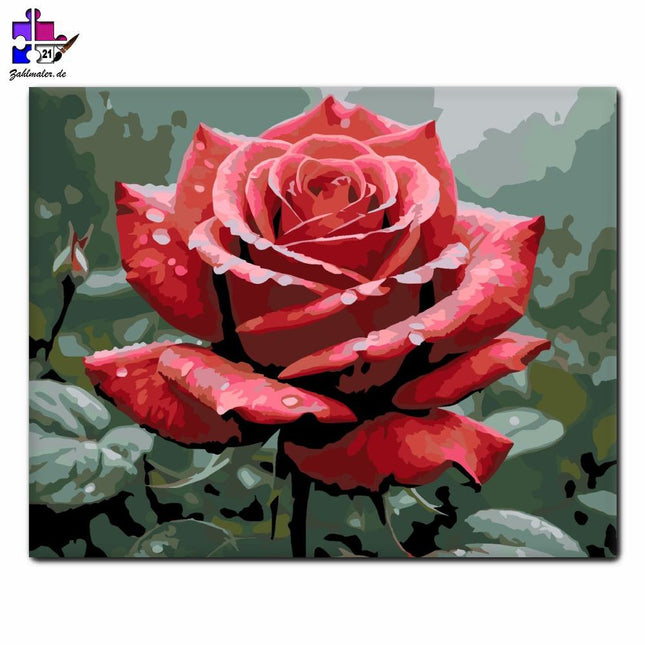 Regengetränkte rote Rose | Malen nach Zahlen-Zahlmaler.de
