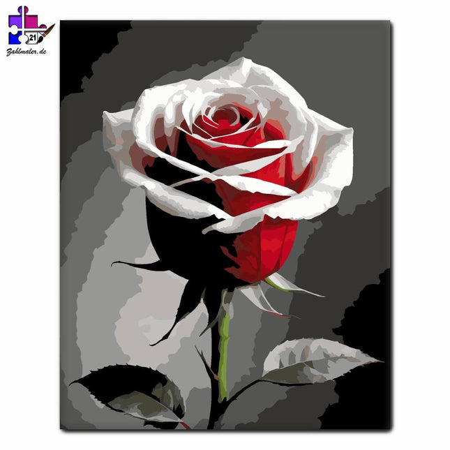 Rote und weiße Rosen | Malen nach Zahlen-Zahlmaler.de