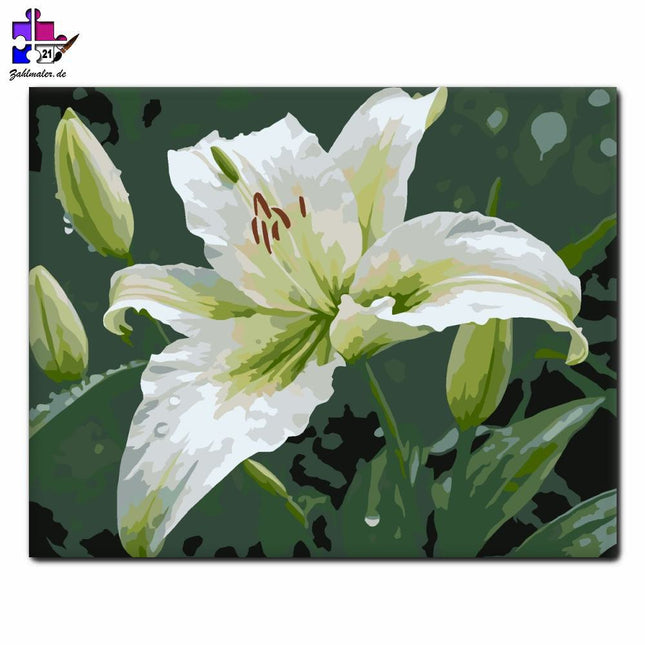 Weiße Tautropfen-Lilie | Malen nach Zahlen-Zahlmaler.de