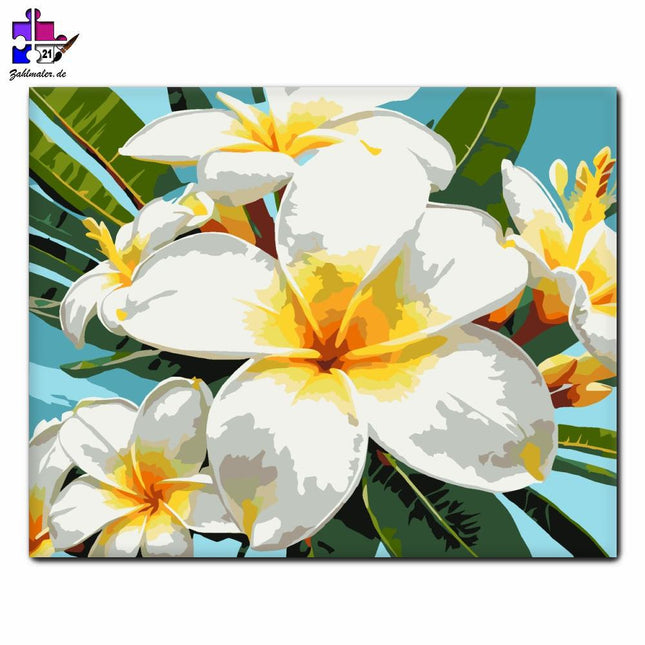 Tropische Plumeria Blumen Lieferung | Malen nach Zahlen-Zahlmaler.de