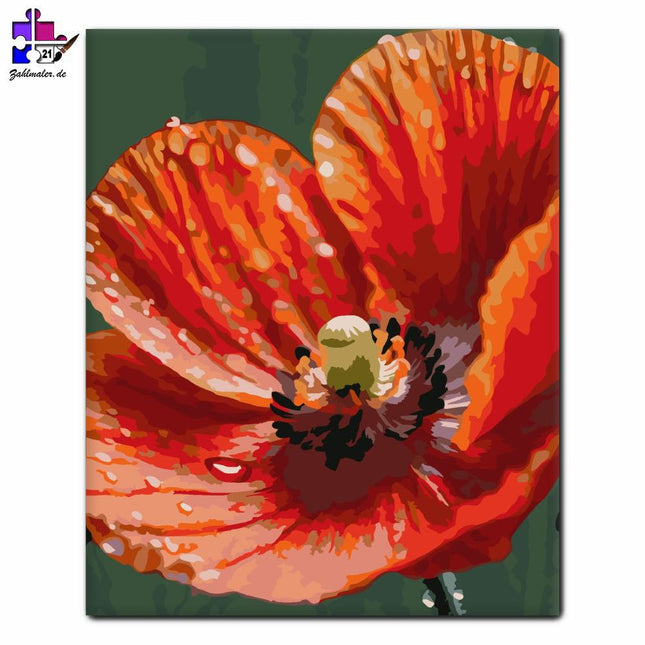Tautropfen Mohnblüten | Malen nach Zahlen-Zahlmaler.de