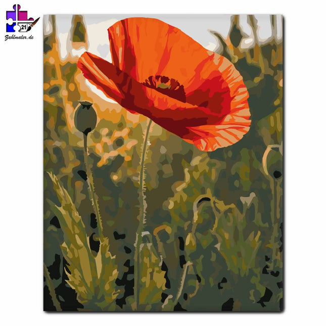 Glühende Mohnblumen bei Sonnenuntergang | Malen nach Zahlen-Zahlmaler.de