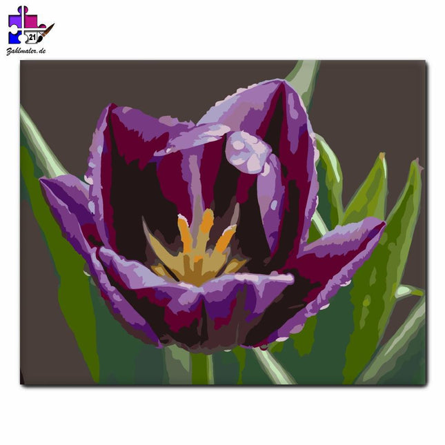 Tautropfen Lila Tulpe | Malen nach Zahlen-Zahlmaler.de