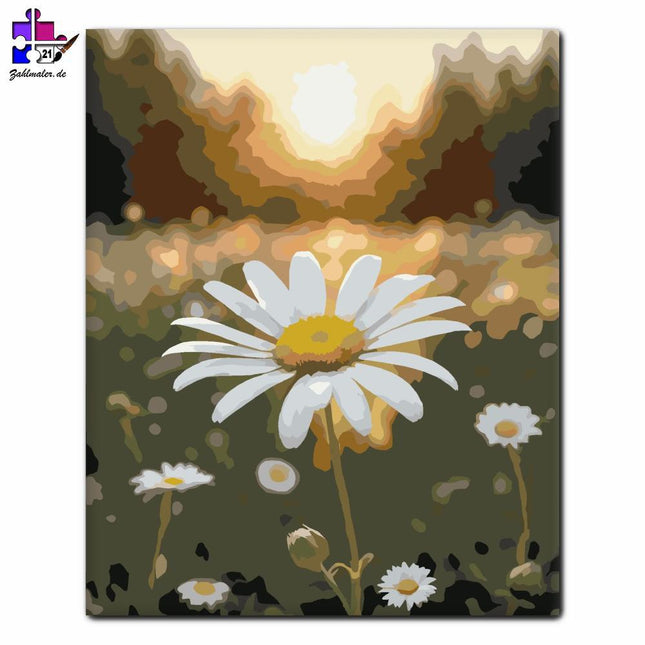 Weißes Gänseblümchen im Sonnenschein | Malen nach Zahlen-Zahlmaler.de
