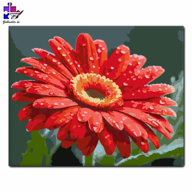 Tautropfen Rote Gerbera | Malen nach Zahlen-Zahlmaler.de