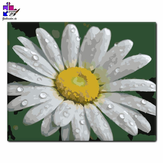Tautropfen Weiß Margarete | Malen nach Zahlen-Zahlmaler.de