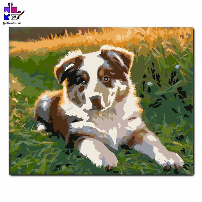 Australian Shepherd Welpe im Sonnenschein | Malen nach Zahlen-Zahlmaler.de