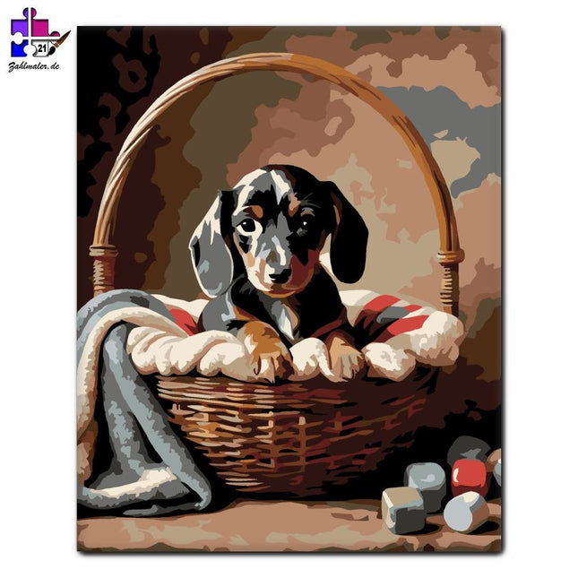 Dackelwelpe im Korb | Malen nach Zahlen-Zahlmaler.de