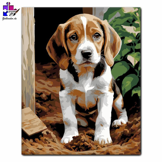 Beagle-Welpe im Garten | Malen nach Zahlen-Zahlmaler.de