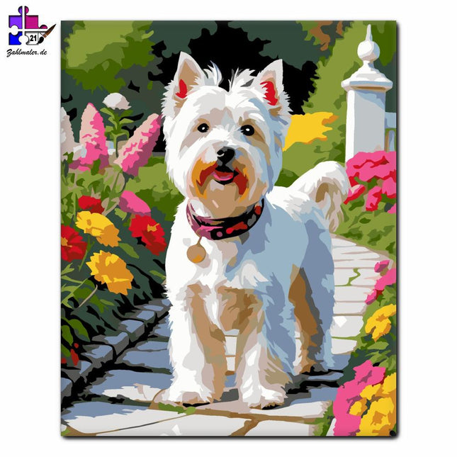 West Highland White Terrier auf dem Gartenpfad | Malen nach Zahlen-Zahlmaler.de