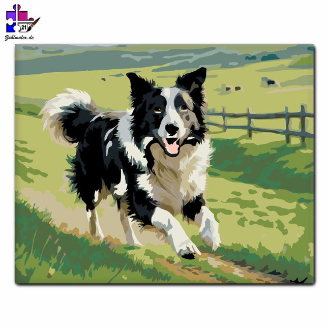 Border Collie auf der Grünen Wiese | Malen nach Zahlen-Zahlmaler.de