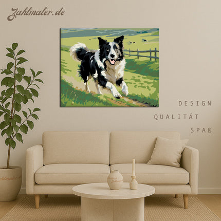 Border Collie auf der Grünen Wiese | Malen nach Zahlen-Zahlmaler.de