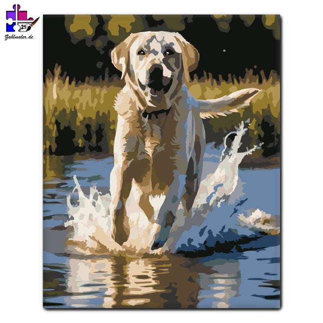 Labrador Retriever im See | Malen nach Zahlen-Zahlmaler.de