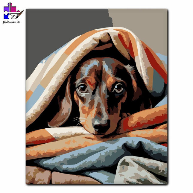 Neugieriger Dackel unter Decken | Malen nach Zahlen-Zahlmaler.de