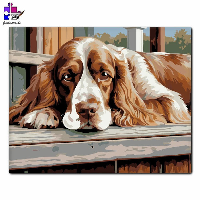 Cocker Spaniel im Tornac | Malen nach Zahlen-Zahlmaler.de