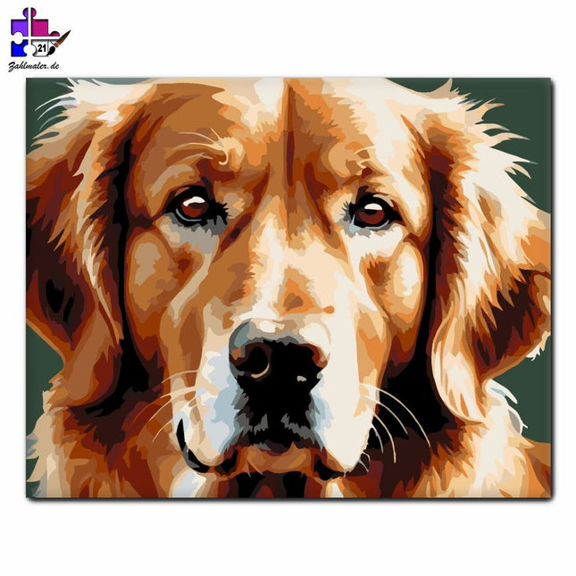 Golden Retriever Gesicht Leben | Malen nach Zahlen-Zahlmaler.de