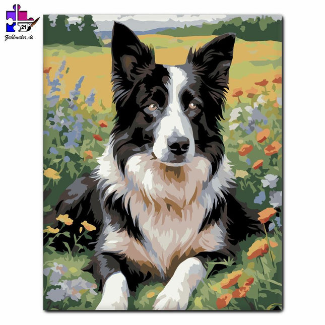 Border Collie im Wildblumenfeld | Malen nach Zahlen-Zahlmaler.de