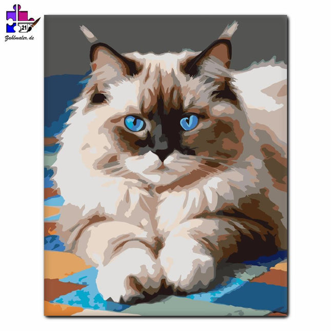 Ragdoll-Katze mit blauen Augen | Malen nach Zahlen-Zahlmaler.de
