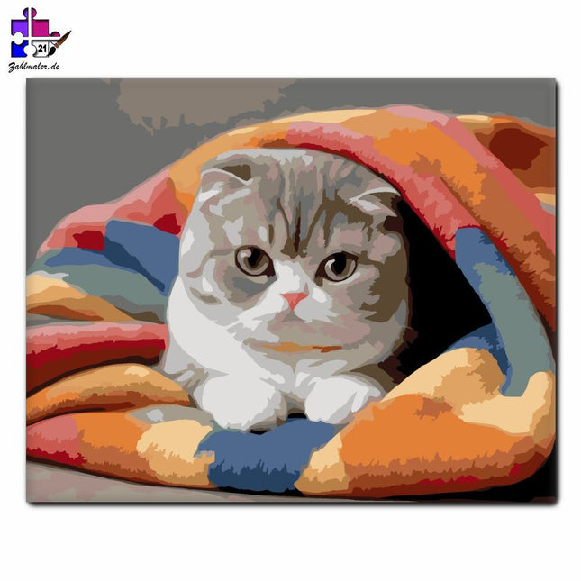 Schlafende schottische Krokodilkatze auf einer bunten Decke | Malen nach Zahlen-Zahlmaler.de
