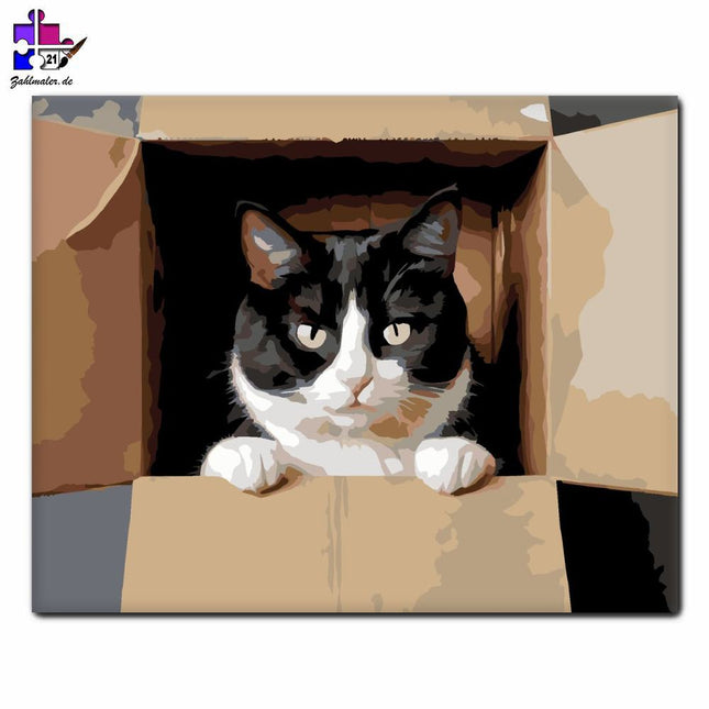 Neugierige Smokey Cat in a Box | Malen nach Zahlen-Zahlmaler.de