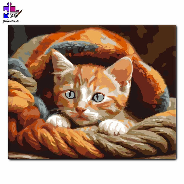 Rotes Kätzchen in einer weichen Decke | Malen nach Zahlen-Zahlmaler.de