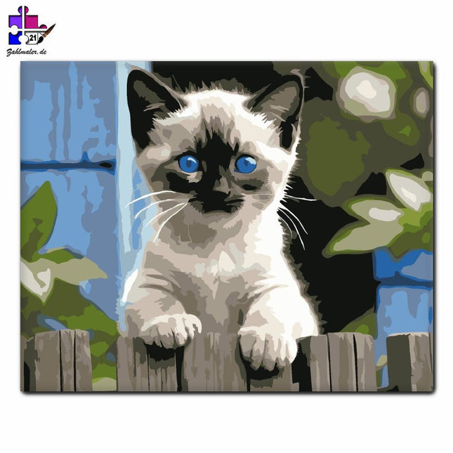 Siamesisches Kätzchen auf dem Zaun | Malen nach Zahlen-Zahlmaler.de