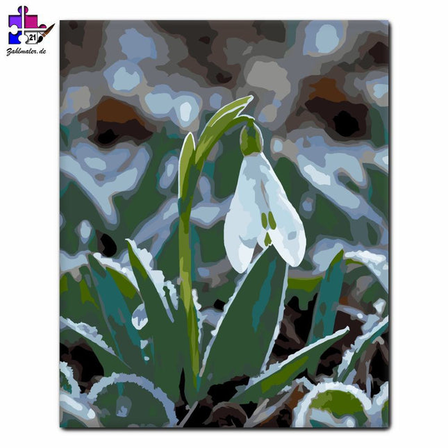 Schneeglöckchen im Frühlingsfrost | Malen nach Zahlen-Zahlmaler.de