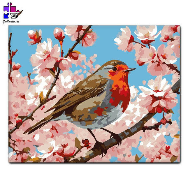 Rotkehlchen auf dem blühenden Kirschbaum | Malen nach Zahlen-Zahlmaler.de