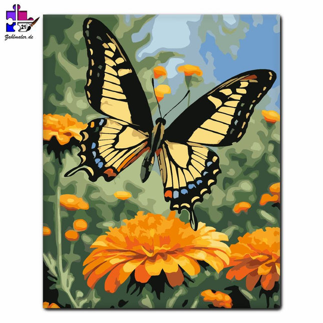 Schwalbenschwanzfledermaus auf Samtblüte | Malen nach Zahlen-Zahlmaler.de