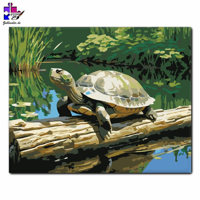 Lächelnde Schildkröte im Teich | Malen nach Zahlen-Zahlmaler.de