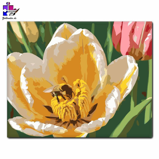 Die Biene in der Tulpe | Malen nach Zahlen-Zahlmaler.de