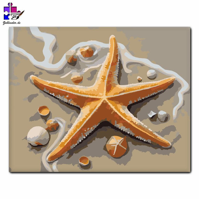 Seestern unter Muscheln | Malen nach Zahlen-Zahlmaler.de