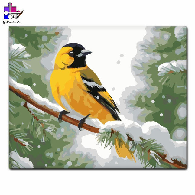 Gelber Pirol sitzt auf einem verschneiten Ast | Malen nach Zahlen-Zahlmaler.de
