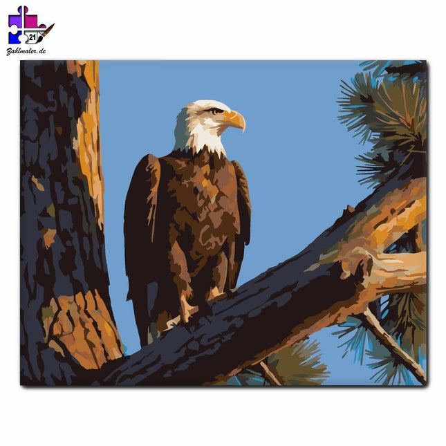 Adler auf der Hohen Kiefer | Malen nach Zahlen-Zahlmaler.de