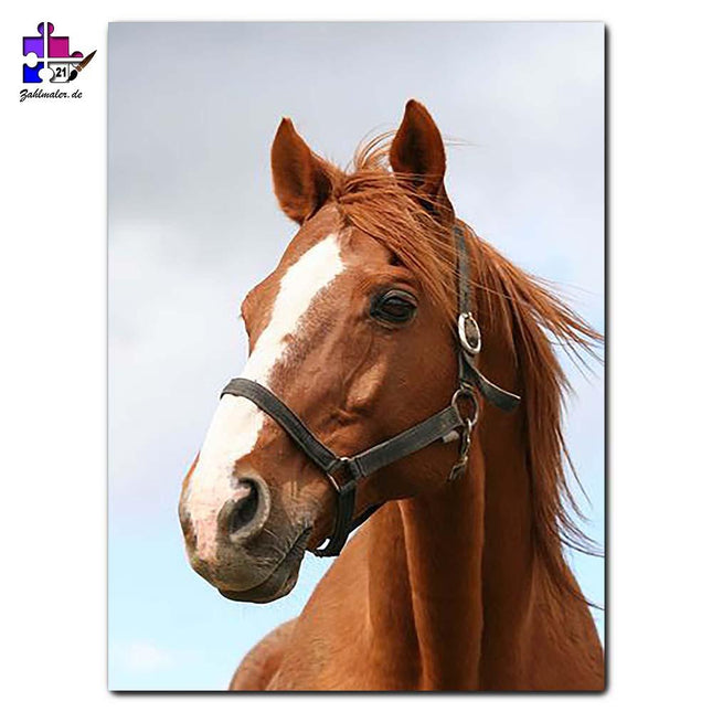 Das braune Pferdchen mit Himmel | Malen nach Zahlen-Zahlmaler.de