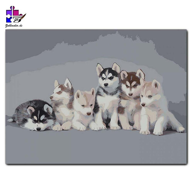 Das Rudel aus Husky Welpen | Malen nach Zahlen-Zahlmaler.de
