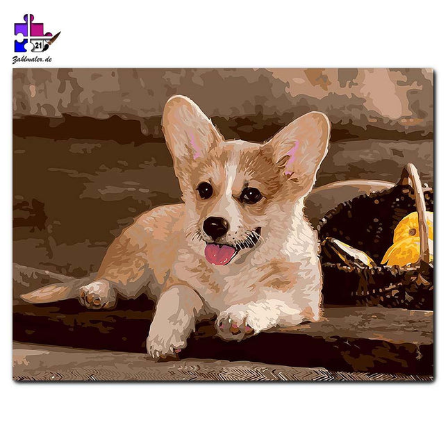 Der Corgi und die Kürbisse | Malen nach Zahlen-Zahlmaler.de