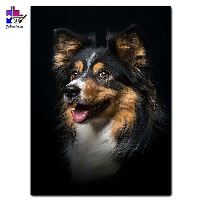 Der kleine Border Collie | Malen nach Zahlen-Zahlmaler.de